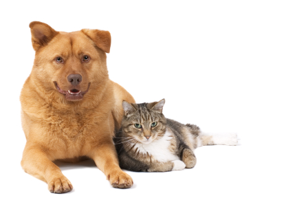 Senior dog and cat hanging out together.