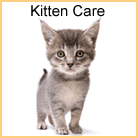 Kitten Care
