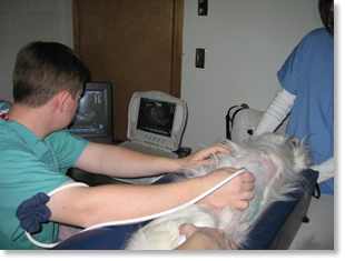 Ultrasound photo